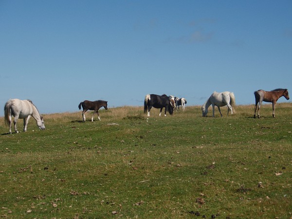 Dartmoor