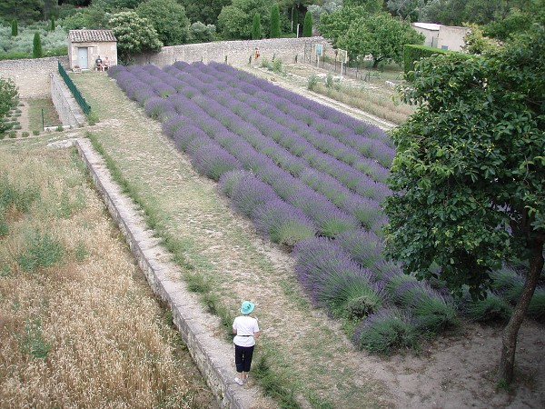 Provence 07