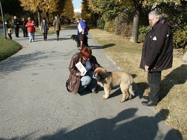 Mlad leonberger